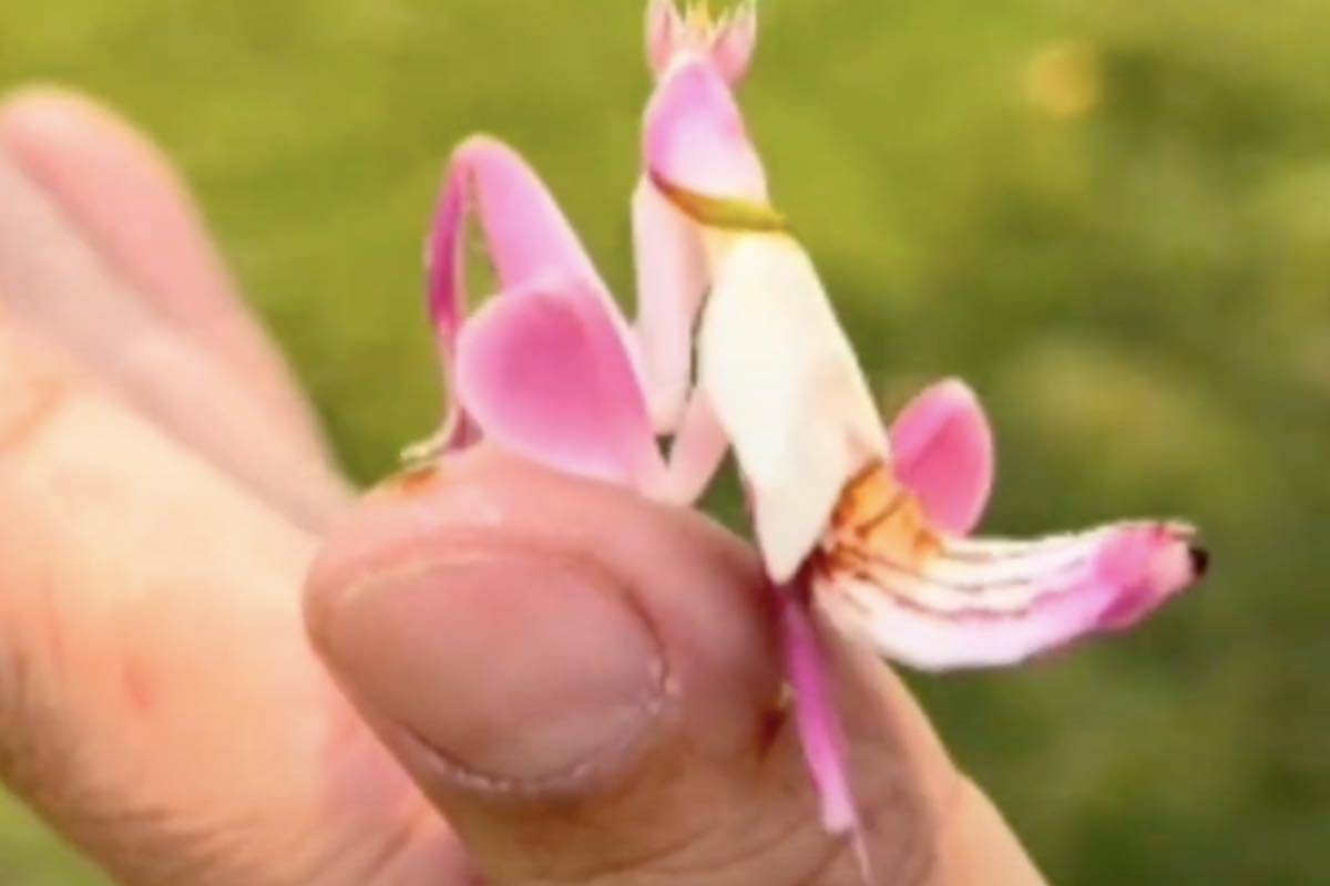 Mantide orchidea dalle sembianze di un fiore rosa