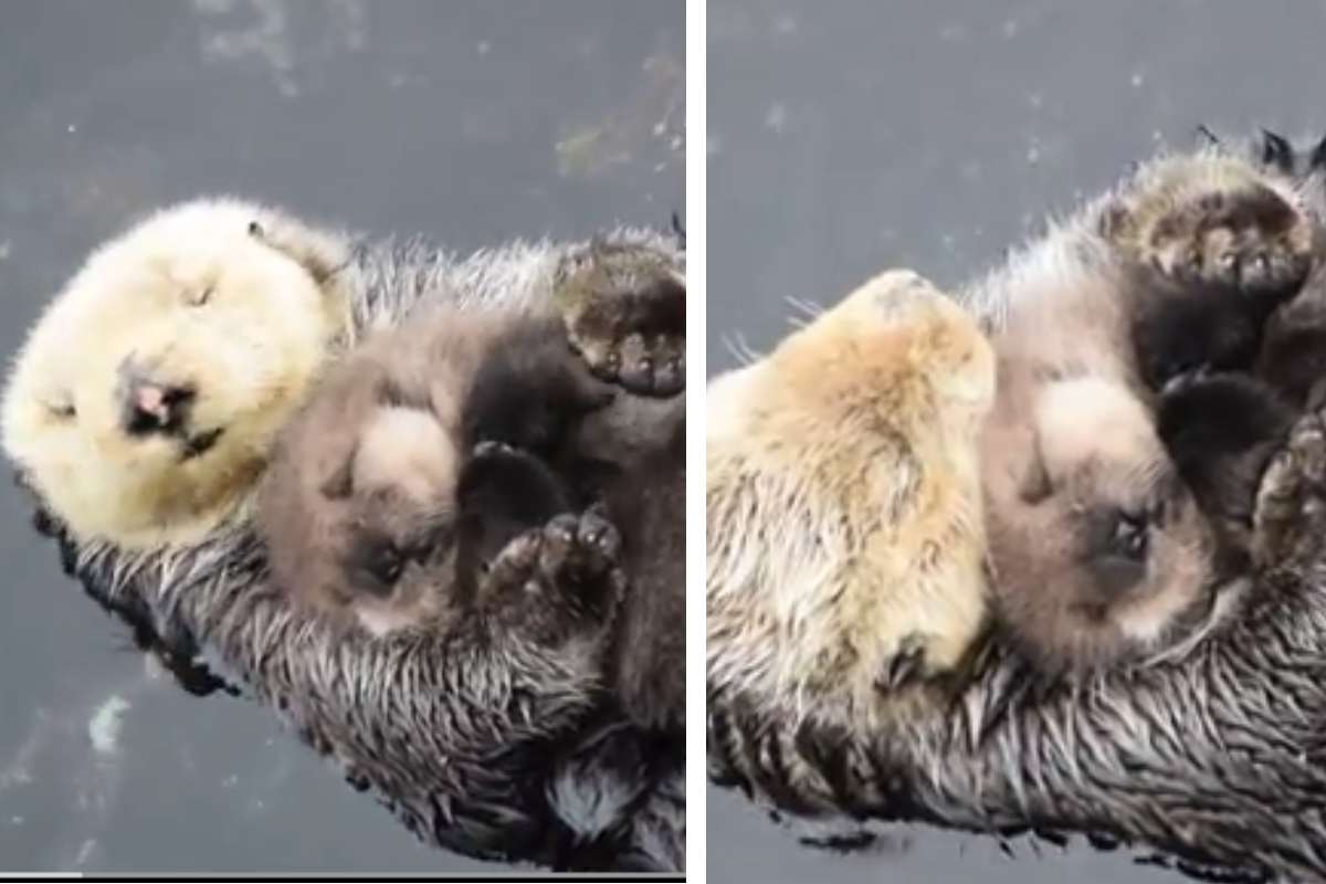 abbraccio tra mamma e cucciolo