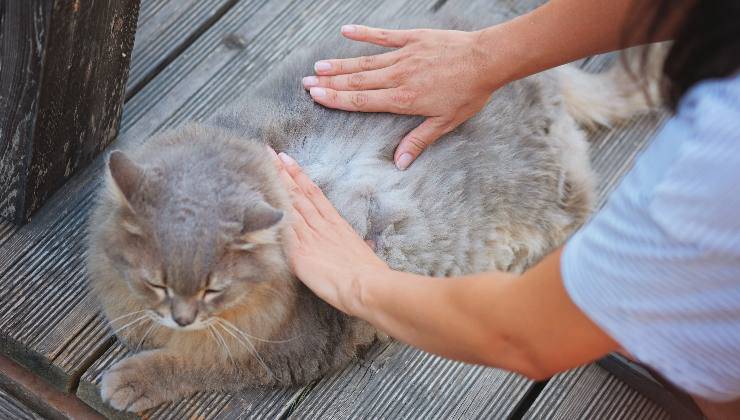 quando accarezzare il gatto