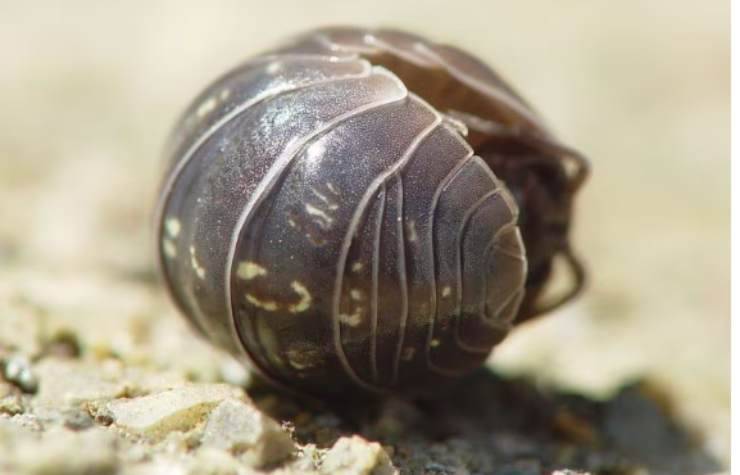 il porcellino di terra si nasconde sotto ai vasi in giardino