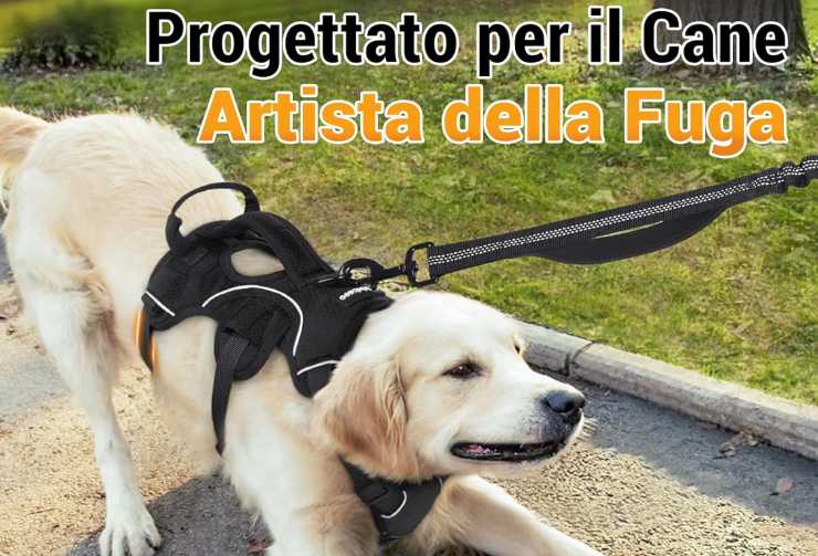 Un Golden Retriever che tira al guinzaglio ma viene bloccato dalla pettorina