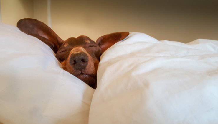 cagnolino addormentato sotto le lenzuola