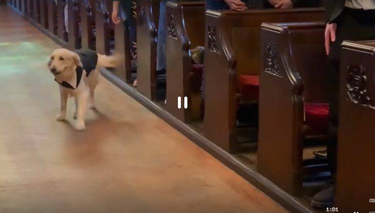 cane al matrimonio porta le fedi