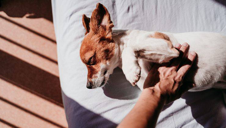 cane al sole