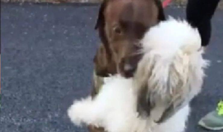 cane bianco abbraccia cane marrone