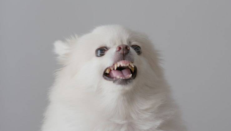 cagnolino bianco ringhia