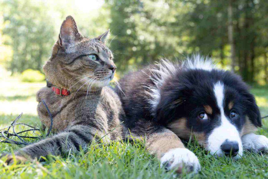 un cane e un gatto sereni l'uno vicino all'altro