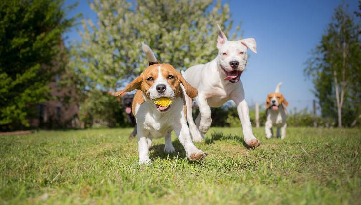 cane gioca a palla