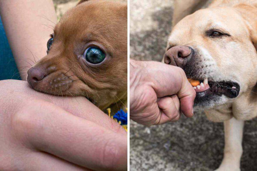 cane e proprietario gioca alla lotta