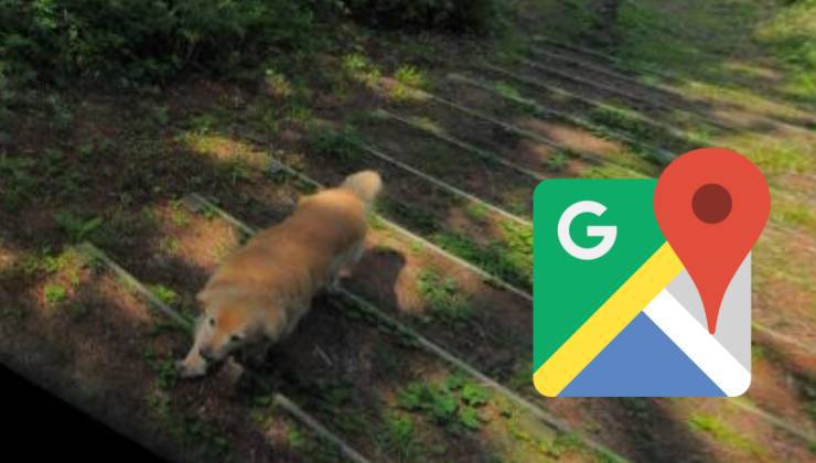 cane fotografato da google maps