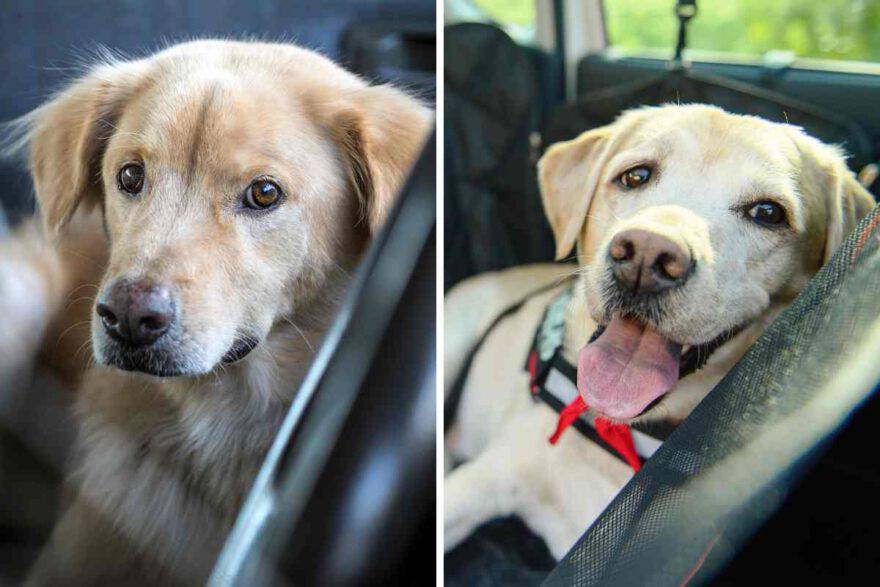 cane in auto sul sedile posteriore