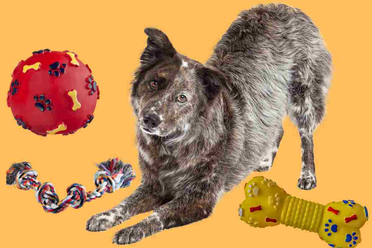 cane con giocattoli per animali fa l'inchino 