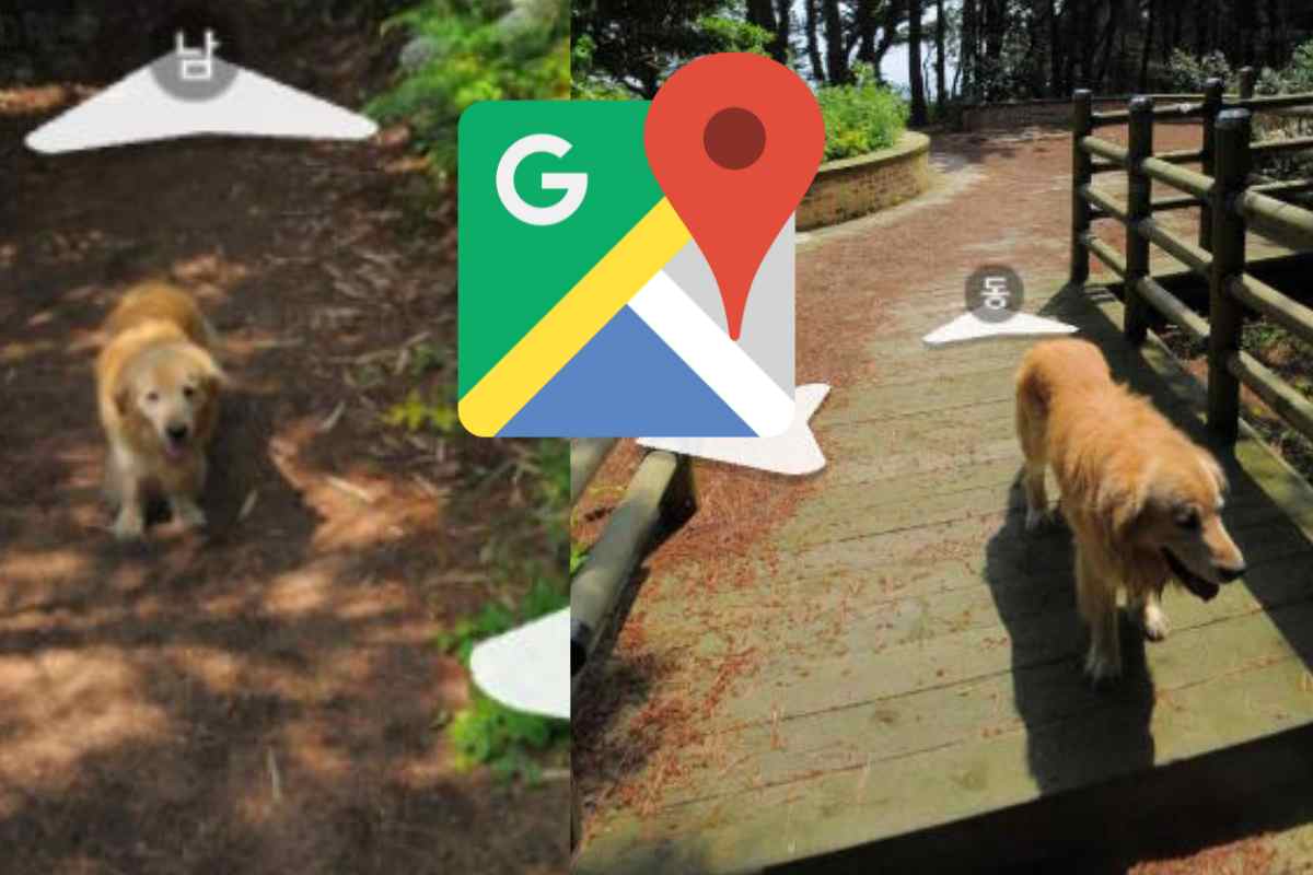 Cane segue telecamera google maps