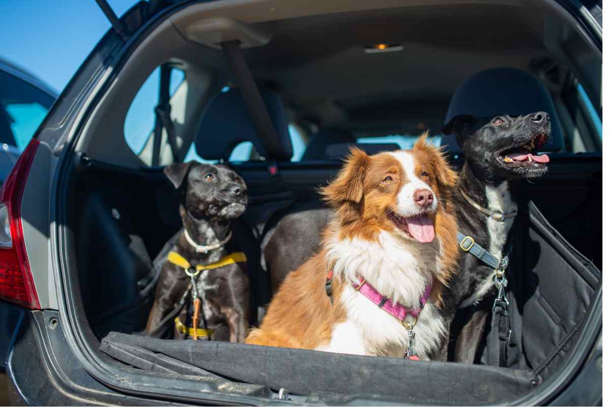 Cani in auto