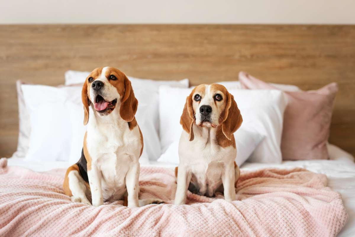 cani sul letto