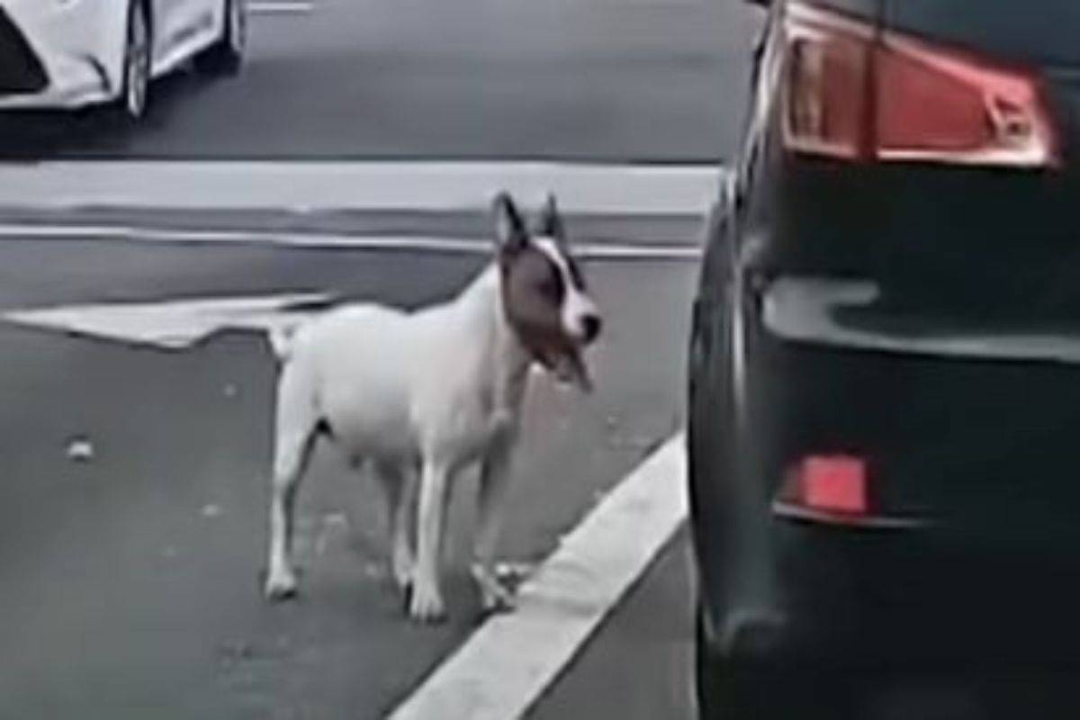 Abbandonato in quel modo incredibile