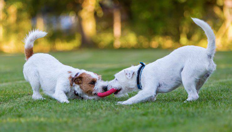 coppia di cani che gioca