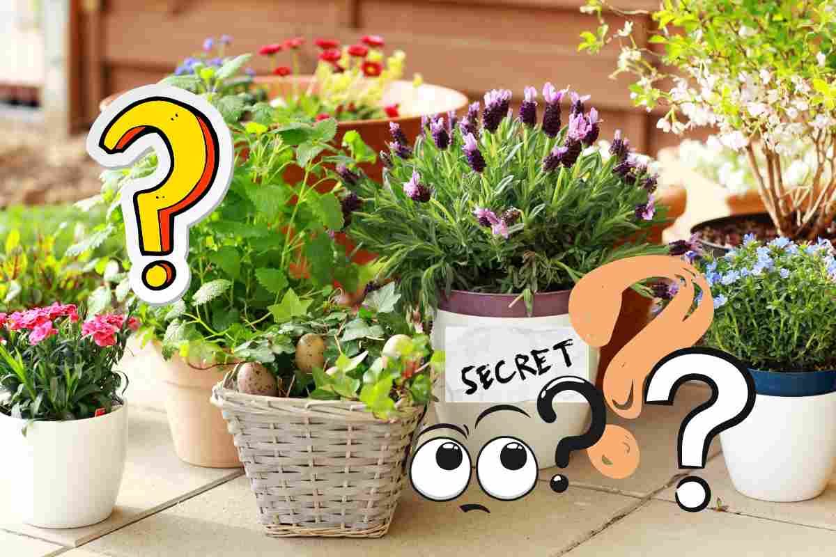 cosa si nasconde sotto ai vasi