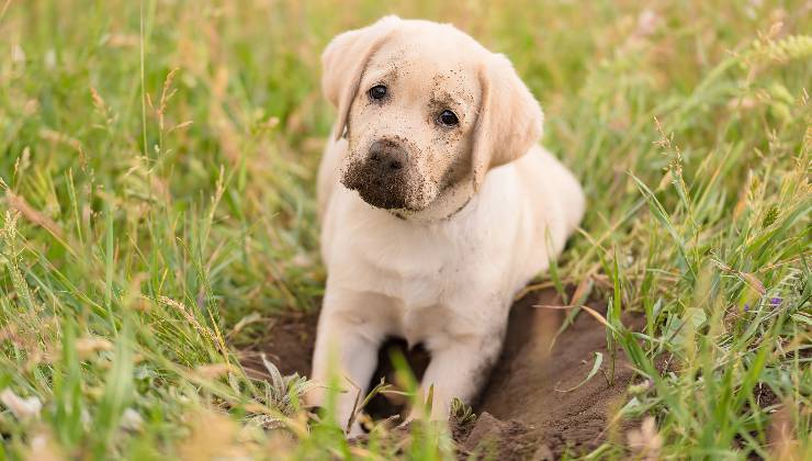 cane cucciolo che scava 