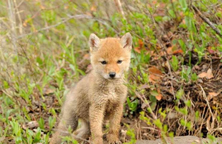 Credono di salvare un cane