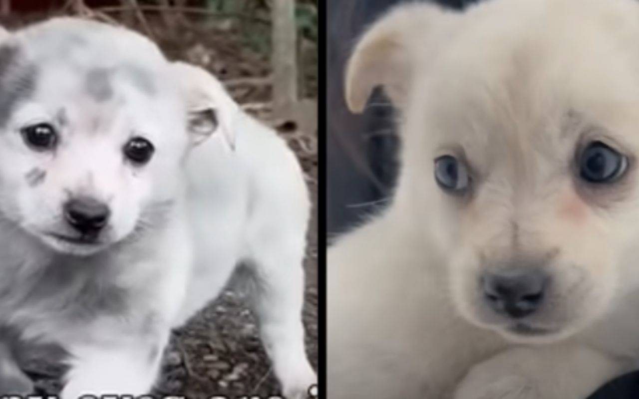 salvataggio cucciolo di cane