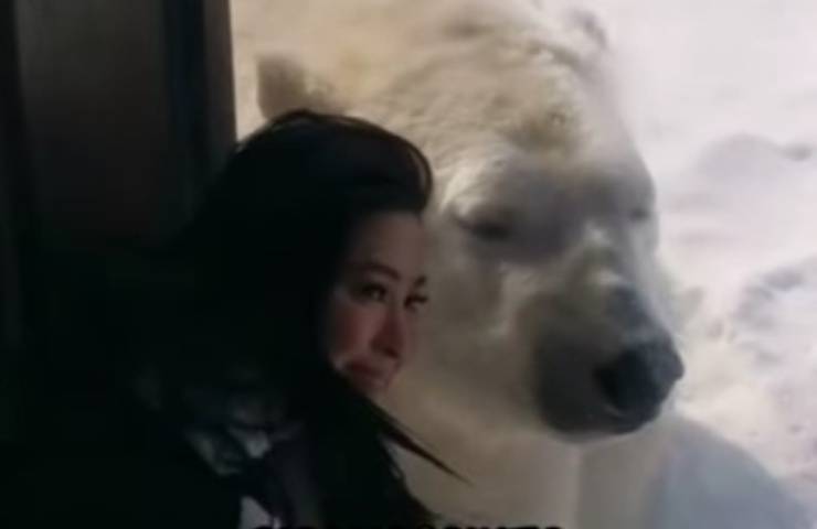 Orso polare si avvicina