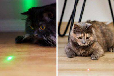 gatto e laser