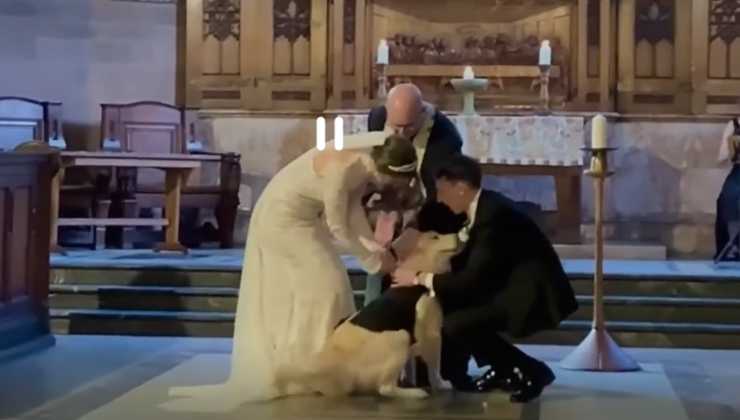 coppia di sposi durante il matrimonio accarezza il cane