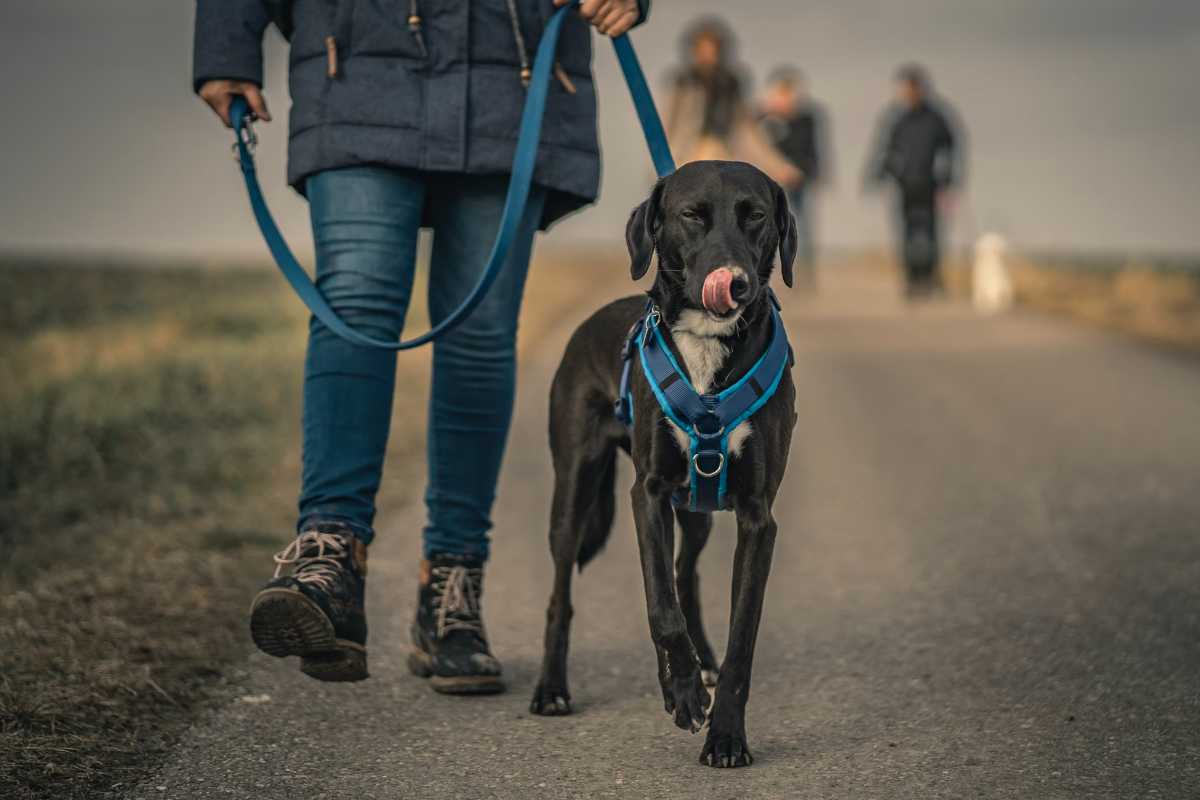 un cane al guinzaglio che si lecca i baffi