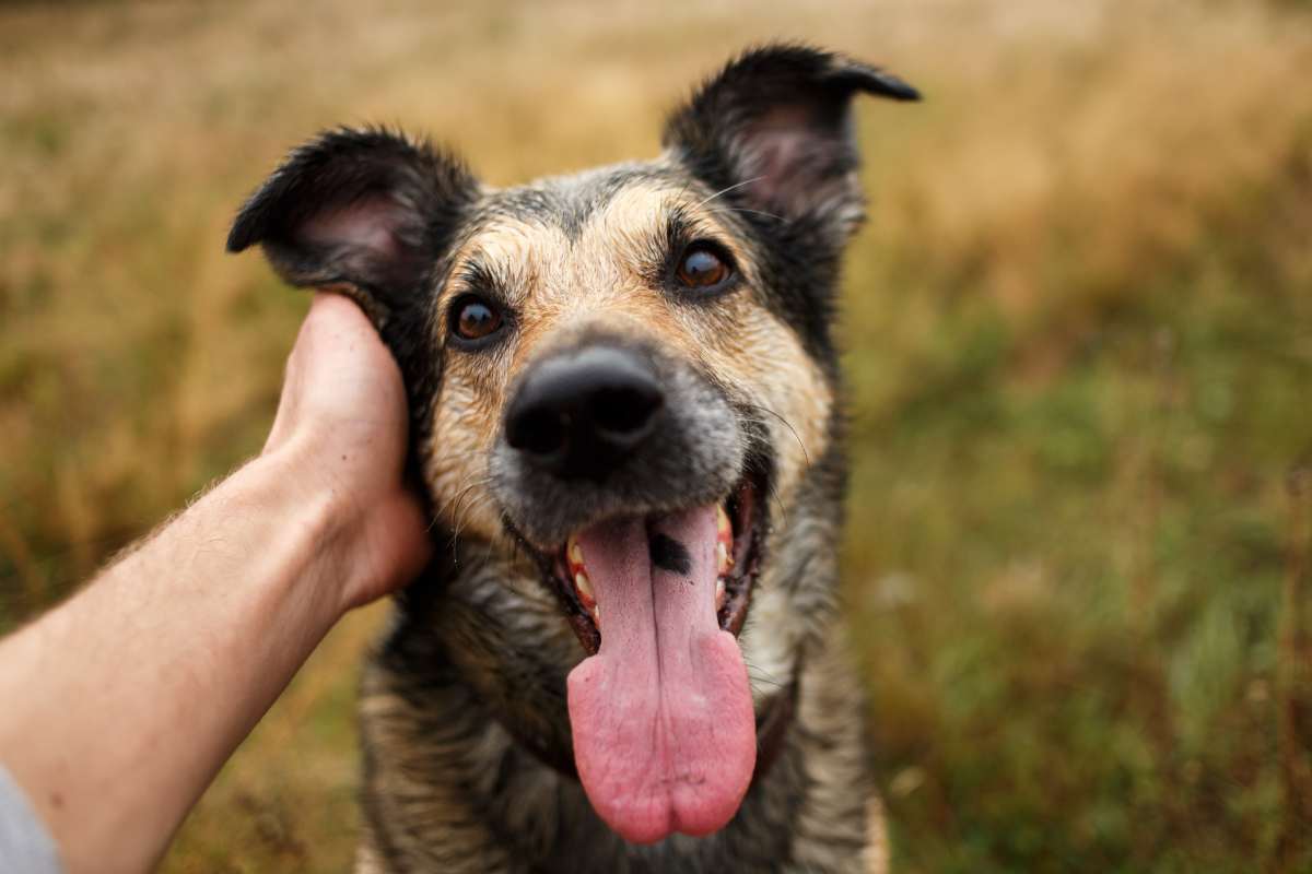 il gesto di affetto del cane