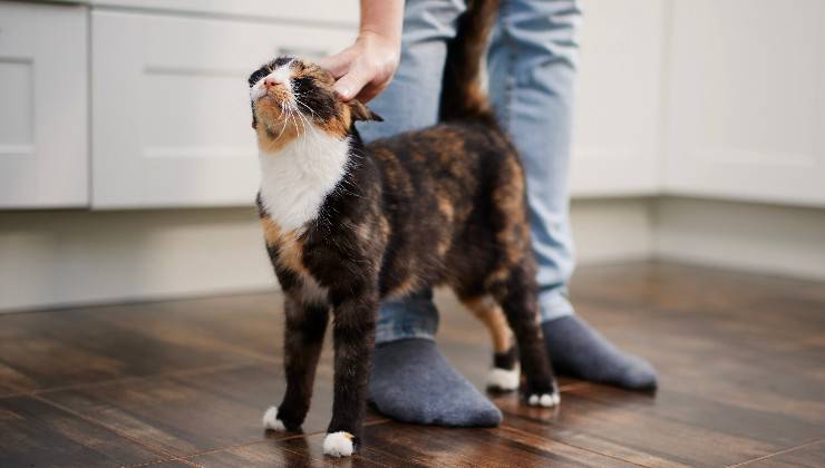 gatto e proprietario