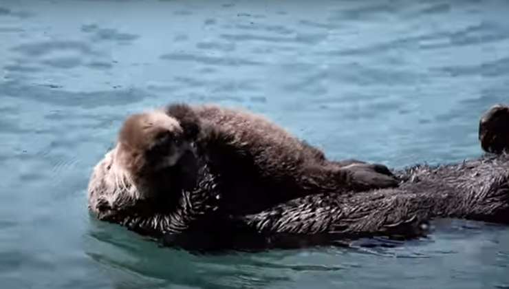 l'abbraccio tra mamma e lontra