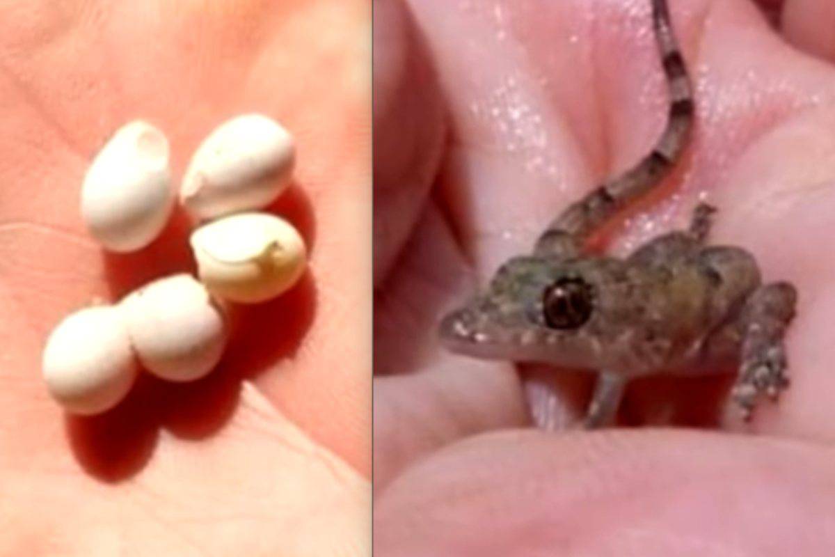 lucertolina nata dalle uova in giardino