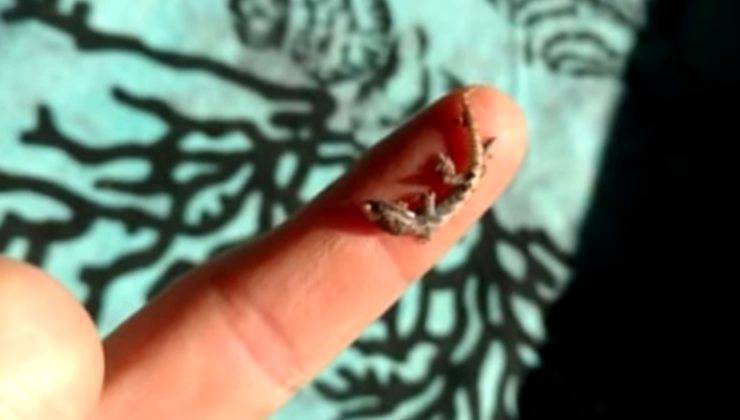 lucertolina nata dalle uova poggiata sul dito della mano dell'uomo che l'ha trovata