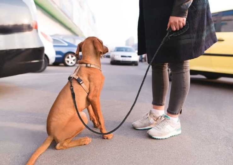 un cane al guinzaglio seduto vicino al padrone