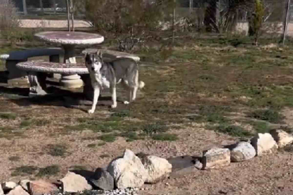 Lupo nella proprietà