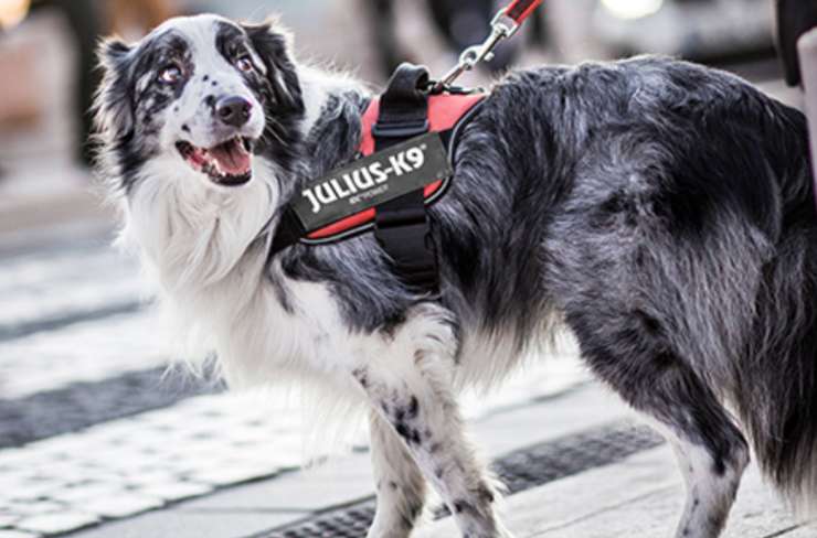 Un cane al guinzaglio con una pettorina