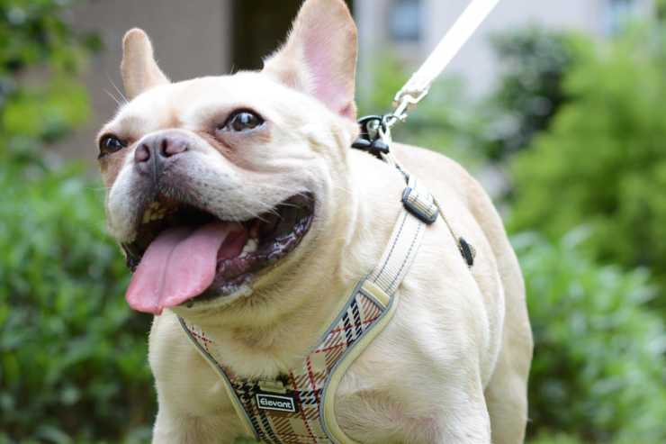 un bulldog francese con una pettorina colorata