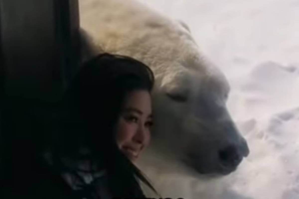 Orso polare si avvicina