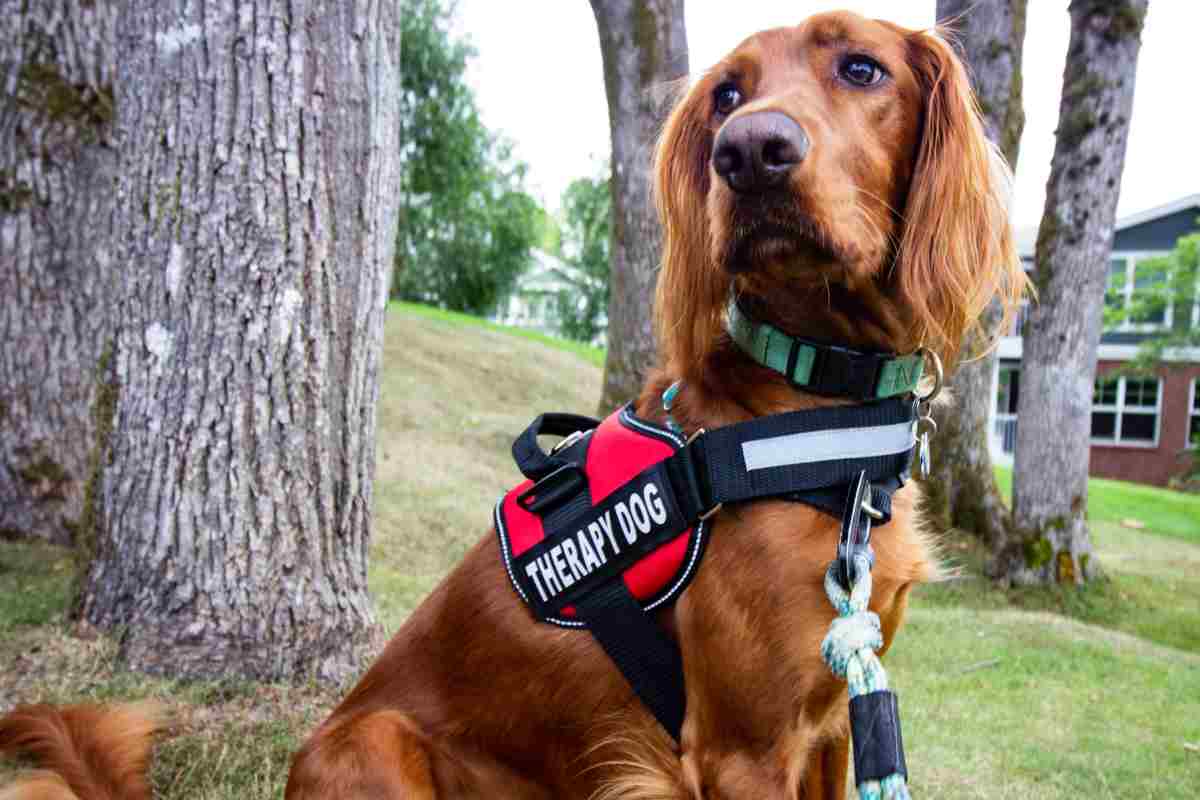 Un setter irlandese seduto con una pettorina