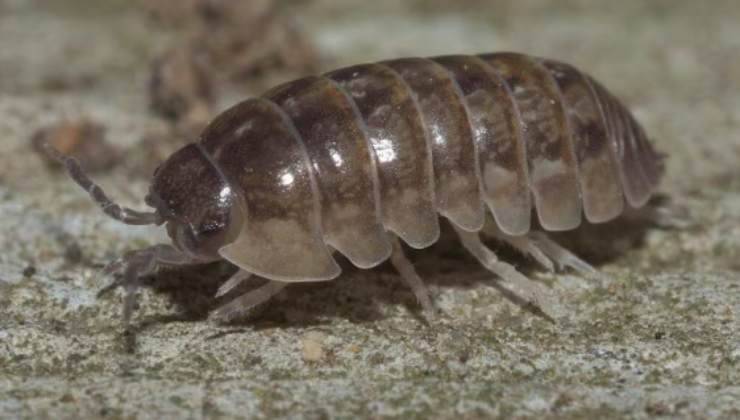 il porcellino di terra si nasconde sotto ai vasi