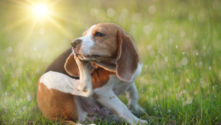 prurito nel cane
