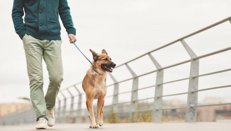 uomo porta a passeggio il cane Pastore tedesco