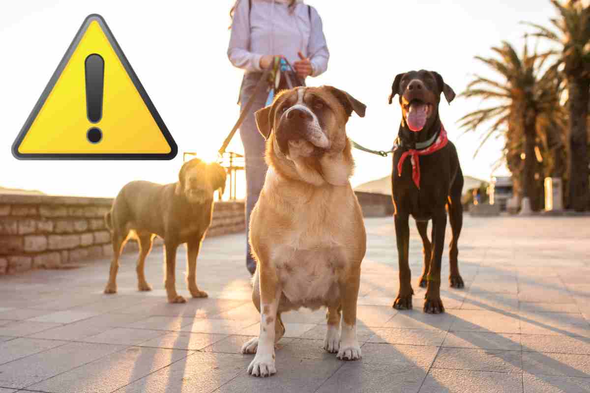 attenzione alle regole per chi porta i cani a passeggio