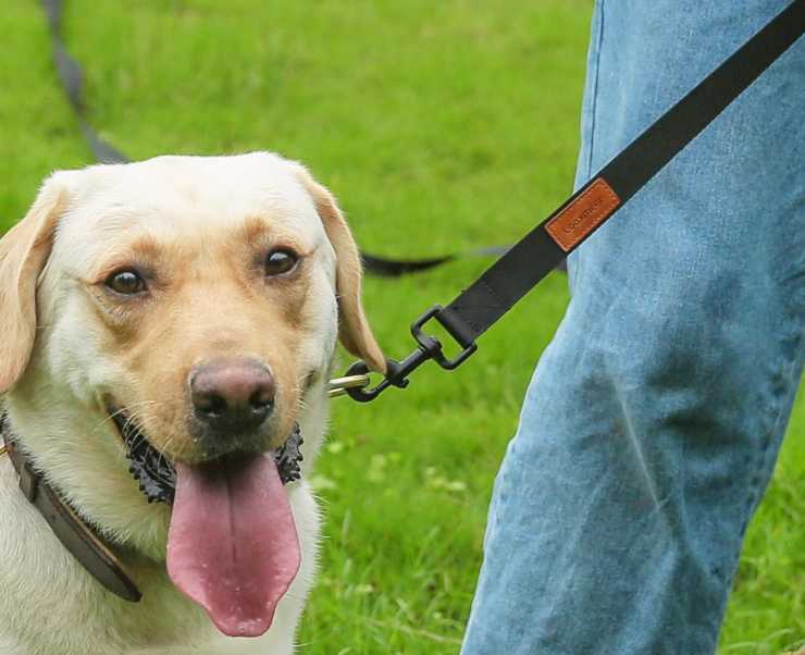 un cane affaticato al guinzaglio