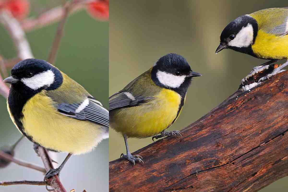uccellini comunicano tra loro