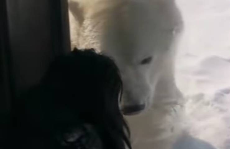 Orso polare si avvicina