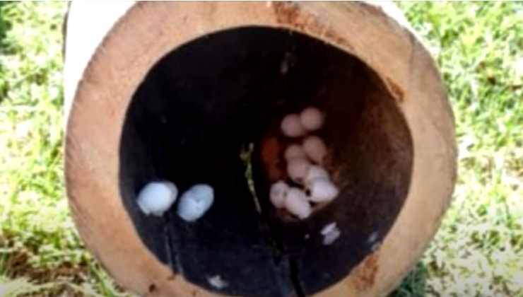 uova nel tronco cavo di un albero
