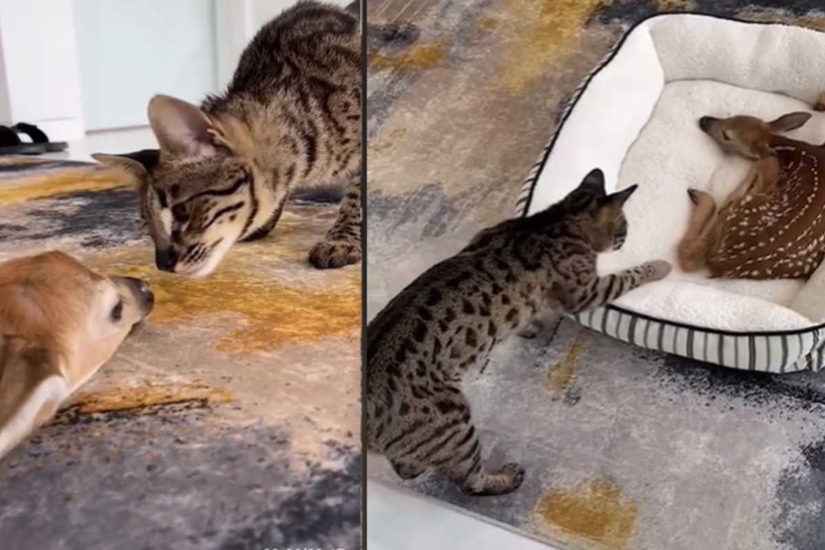 video TikTok gatto e cerbiatto