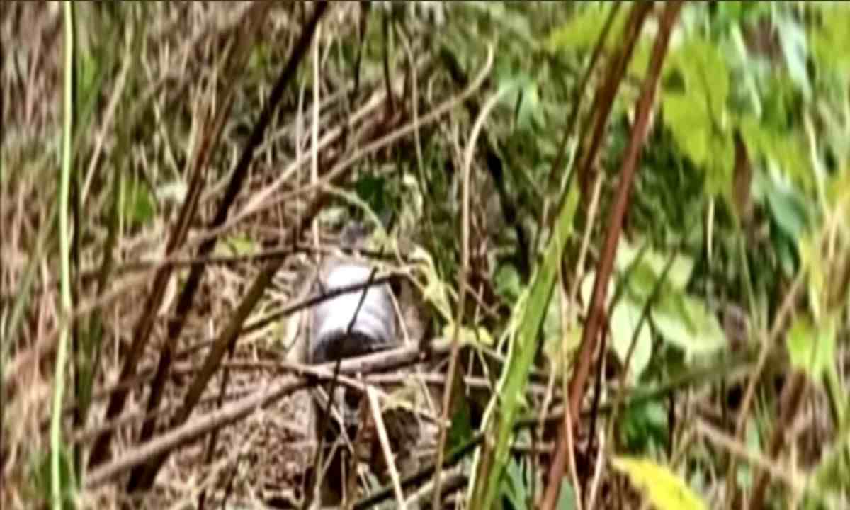 scoperta shock in giardino